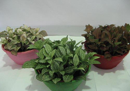 Fittonia: péče
