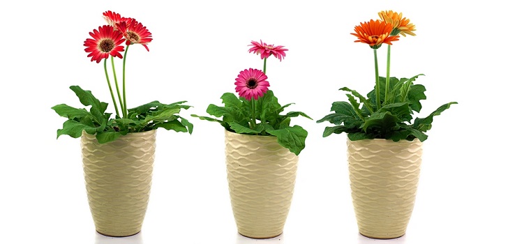 Gerbera v hrnci