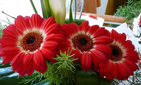Gerbera v hrnci