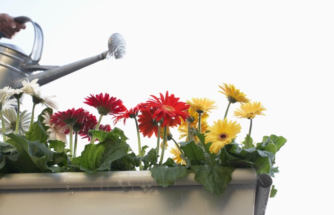 Gerbera v hrnci