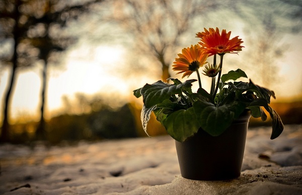 Gerbera v hrnci