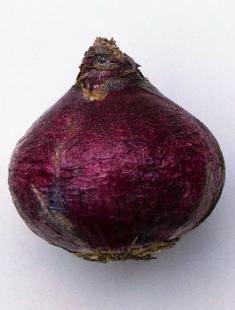 Hyacint doma