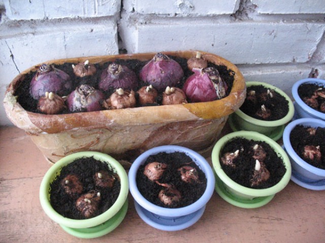 Hyacint doma