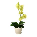 Půda pro orchideje Půda pro orchideje