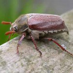 Jak se vypořádat s larvami květnového chrobáka Jak se vypořádat s larvami květnového chrobáka