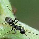 Jak se vypořádat se zahradními mravenci Jak se vypořádat se zahradními mravenci