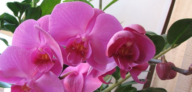 Jak vodit orchidej