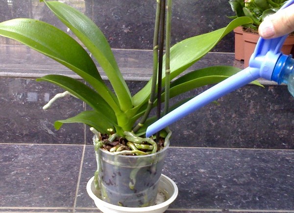 Jak vodit orchidej