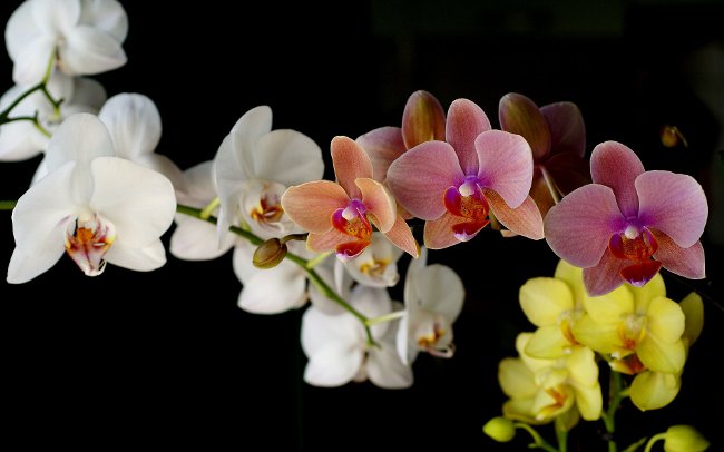 Jak vodit orchidej