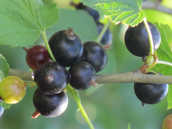 Jak nakrájet rybíz na podzim: černá nebo červená. Jak řezat rybíz po sklizni