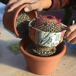 Jak transplantovat kaktus