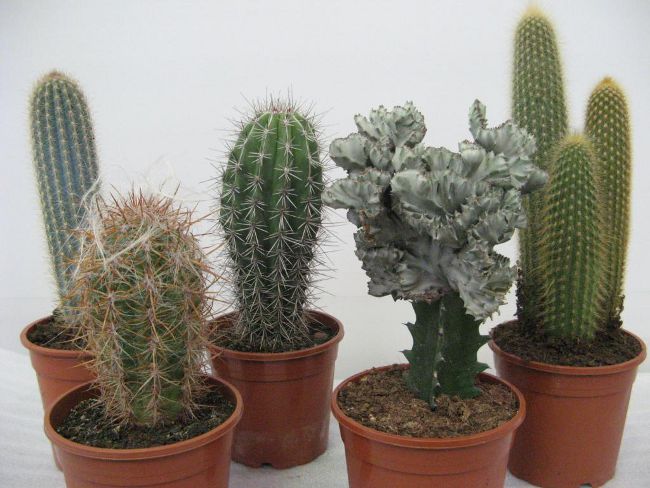 Jak transplantovat kaktus