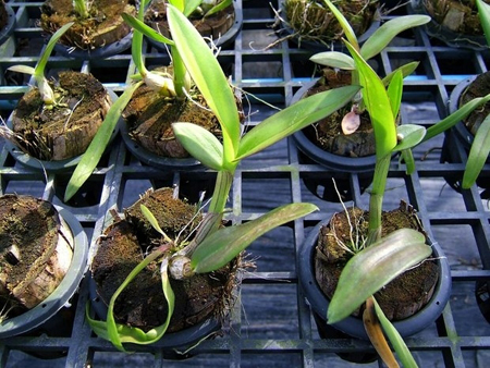 Jak transplantovat orchidej