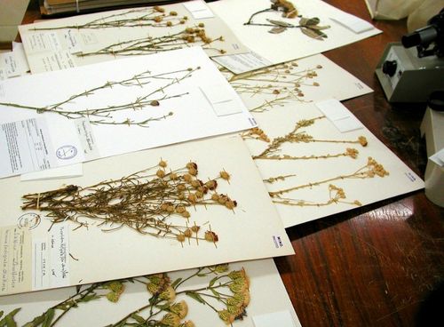 Jak sušit květiny pro herbarium