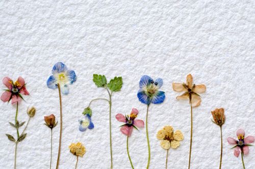 Jak sušit květiny pro herbarium