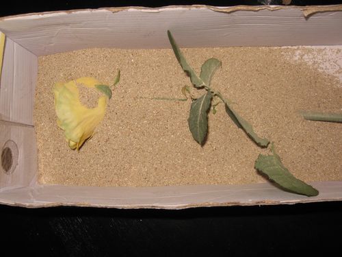 Jak sušit květiny pro herbarium