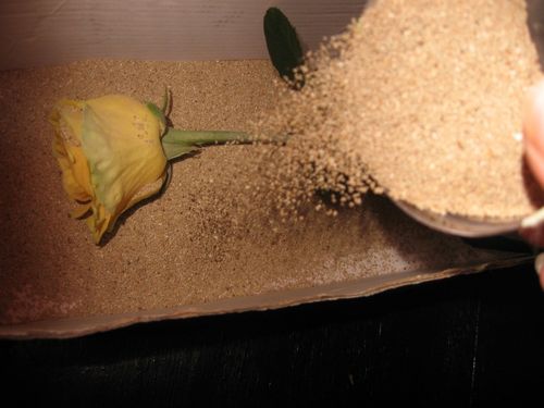 Jak sušit květiny pro herbarium