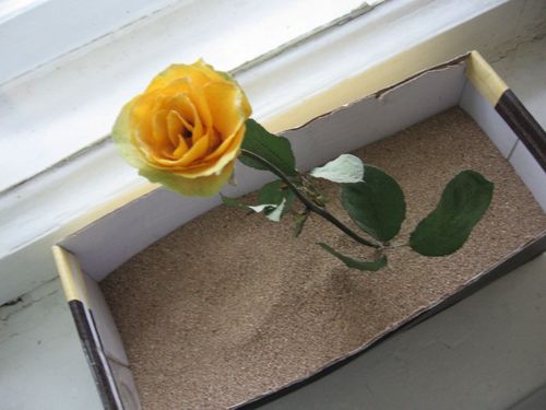 Jak sušit květiny pro herbarium