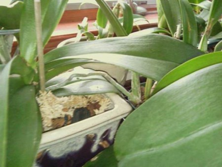 Jak propagovat orchidej: děti