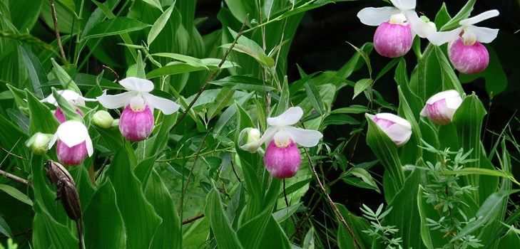 Jak propagovat orchidej Jak propagovat orchidej