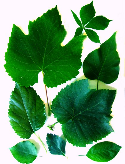 Naučí se dělat herbář a album pro něj s vlastními rukama