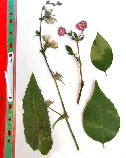 Naučí se dělat herbář a album pro něj s vlastními rukama