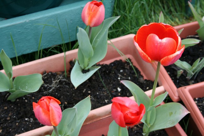 Tulipány v domácnosti