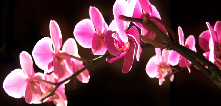 Orchidej: péče po kvetení Orchidej: péče po kvetení