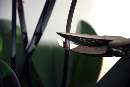 Za pár měsíců vaše orchidej znovu rozkvete Za pár měsíců vaše orchidej znovu rozkvete