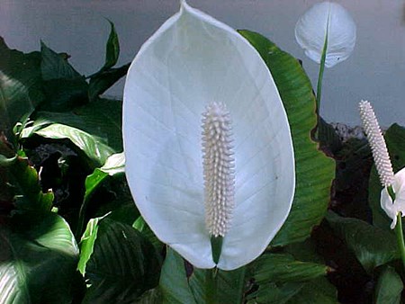 Transplantace spathiphyllum