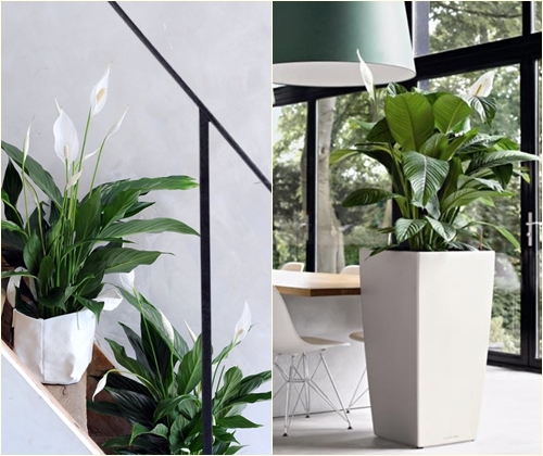Nemoci a léčba spathiphyllum