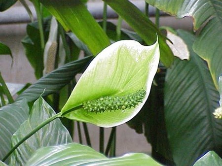 Péče o spathiphyllum v domácnosti Péče o spathiphyllum v domácnosti