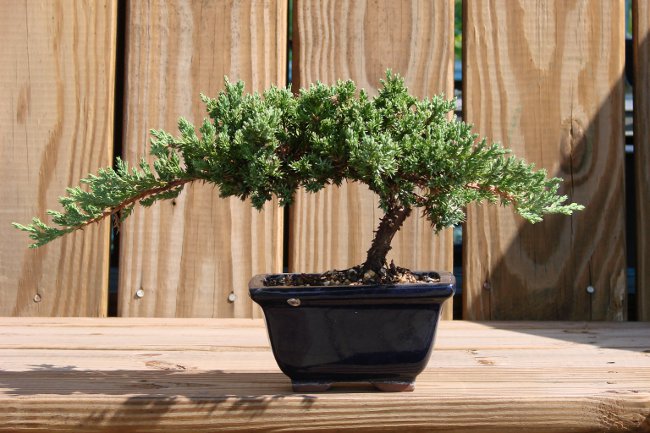 Jak roste bonsai doma