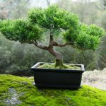 Jak vyrůst bonsai