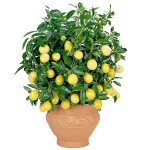 Jak pěstovat citron doma? Jak pěstovat citron doma?