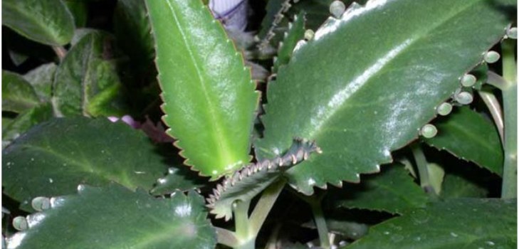 Rostlina Kalanchoe