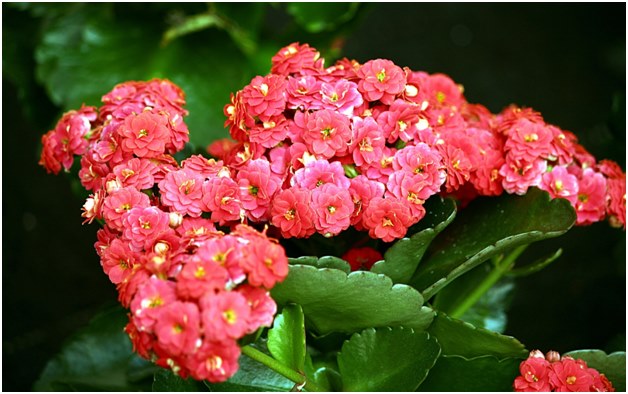 Kalanchoe květina