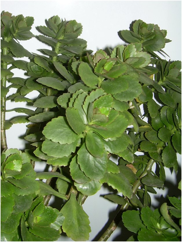 řízky Kalanchoe