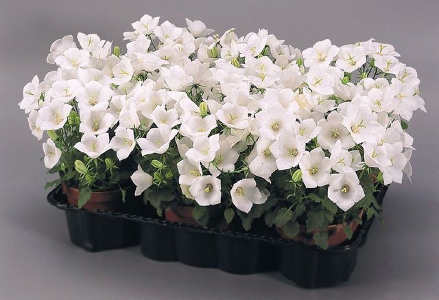 Péče o Campanula