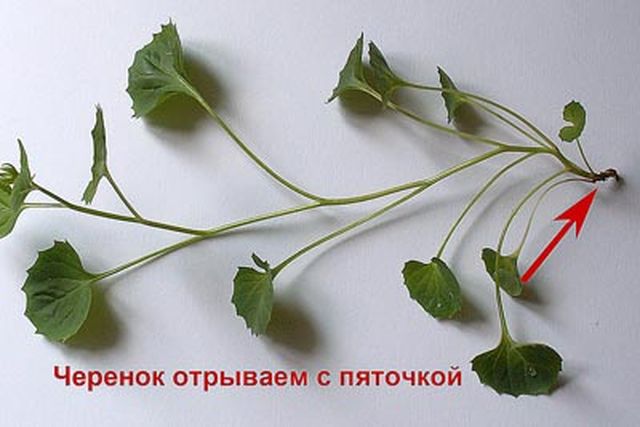Péče o Campanula