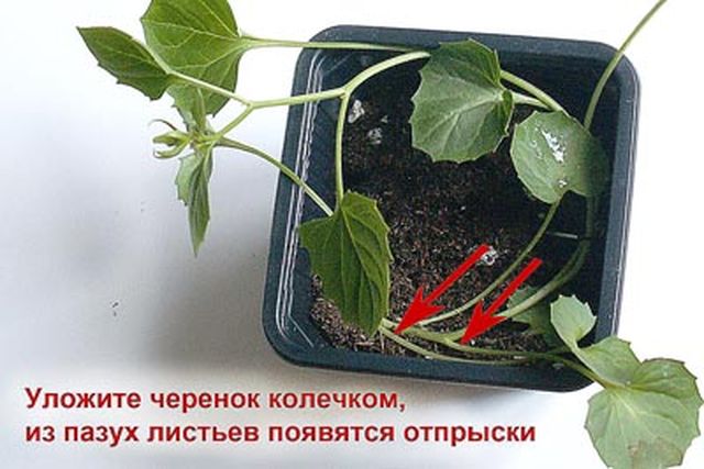 Péče o Campanula