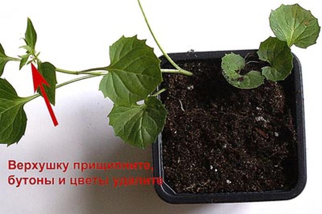 Péče o Campanula