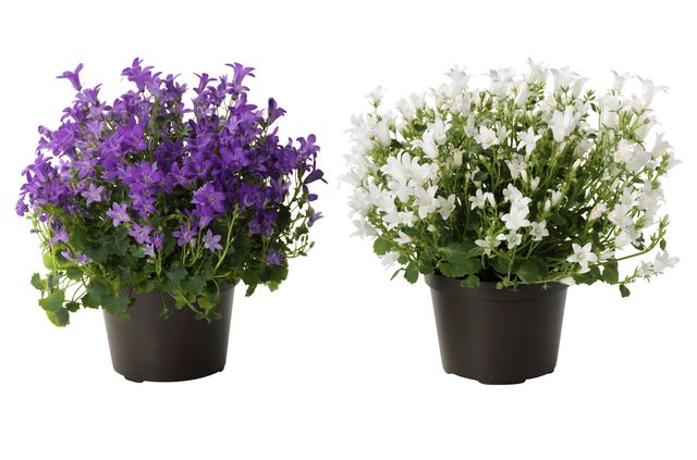 Péče o Campanula