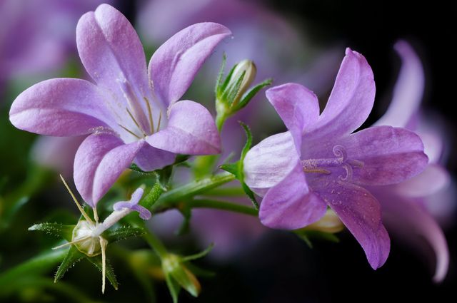 Campanula doma - výsadba a péče (video, foto): rada začátečníkovi květinářství