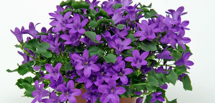 Péče o Campanula