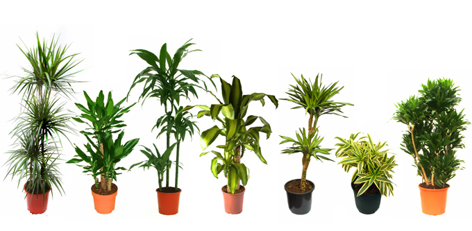 Vnitřní rostliny: dracaena