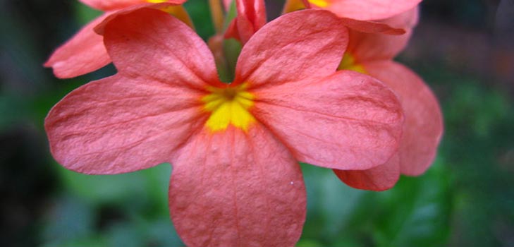 Crossandra: péče a fotografie