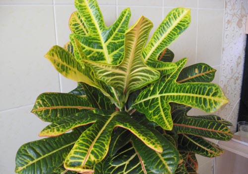Croton: domácí péče