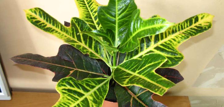 Croton: domácí péče