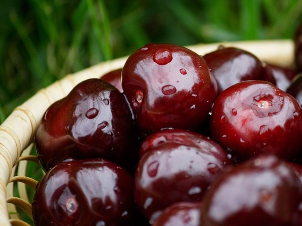 Nejlepší odrůdy třešně - popis s fotografií